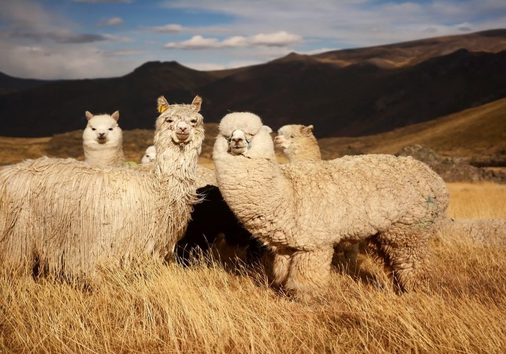 Arequipa – Colca Canyon