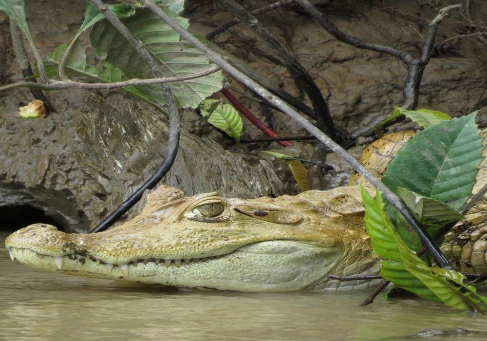 Day 2: Sandoval Lake, Lookout Tower and the Shiringuero Camp
