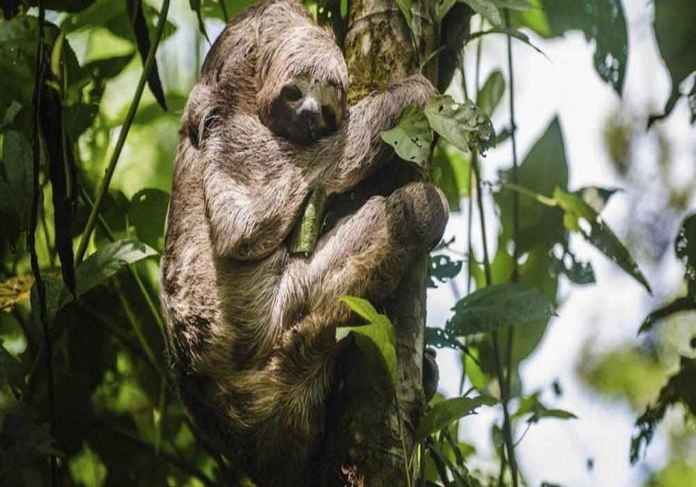 Delfin II Amazon River Cruise