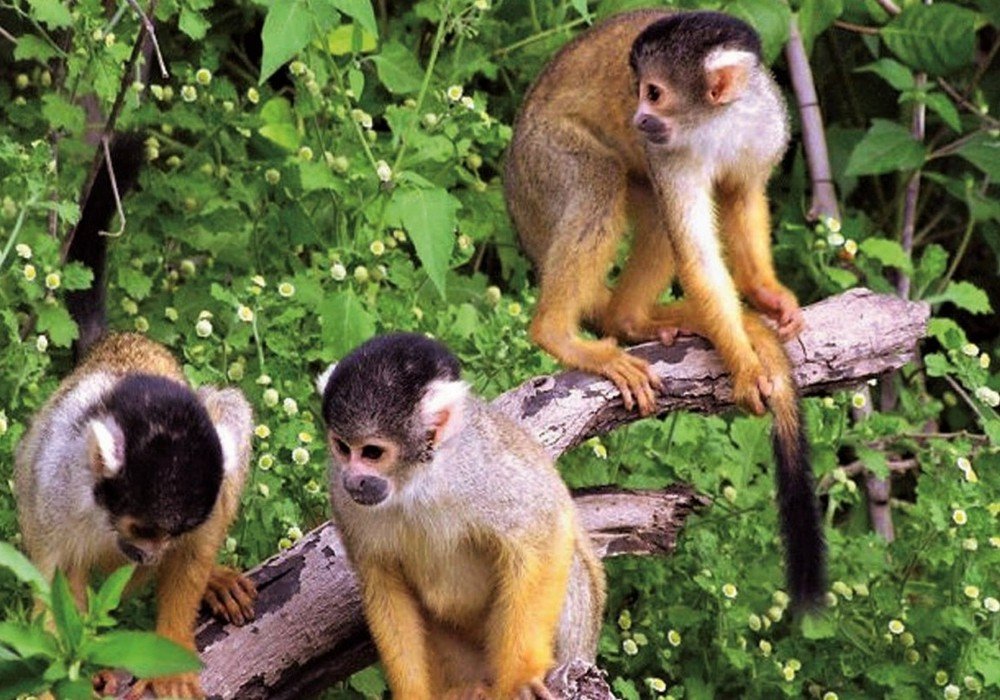 Delfin III Amazon River Cruise
