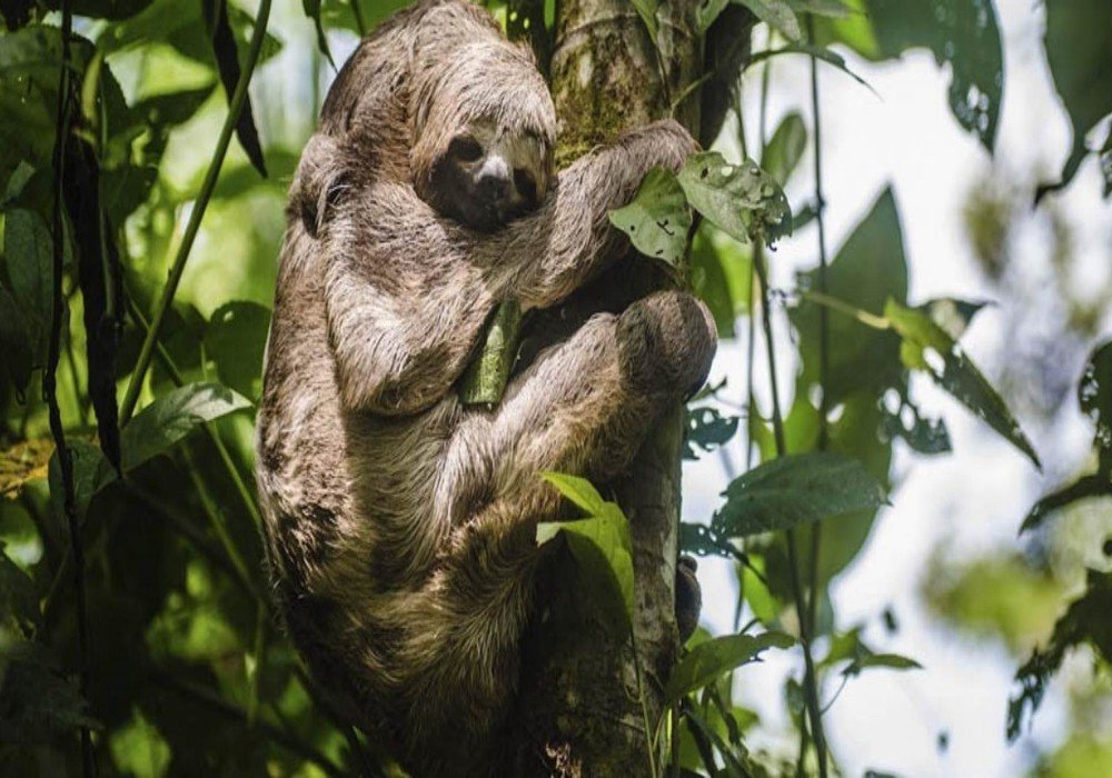 Delfin III Amazon River Cruise