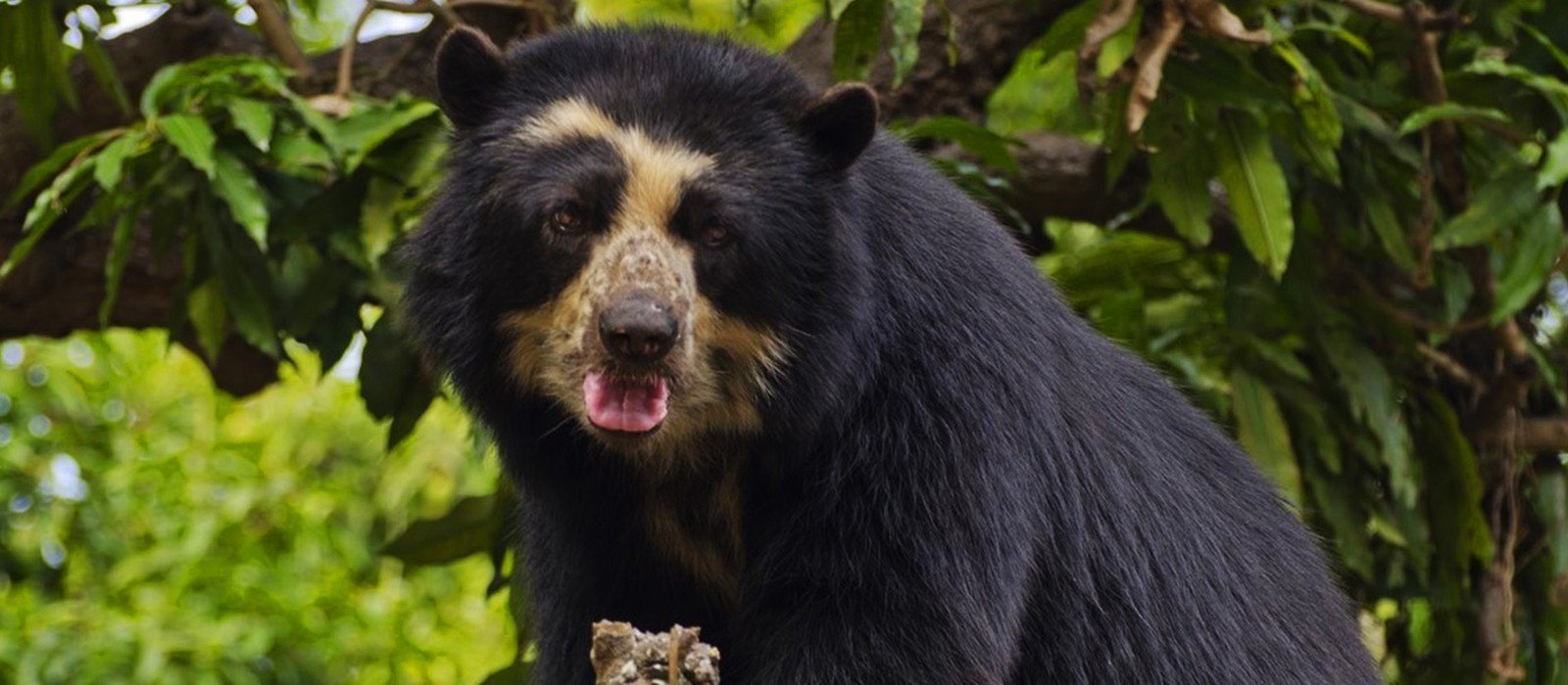 Chaparri Ecological Reserve