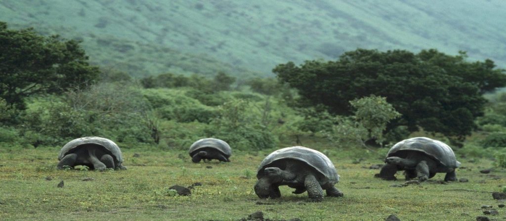 Galapagos from Guayaquil