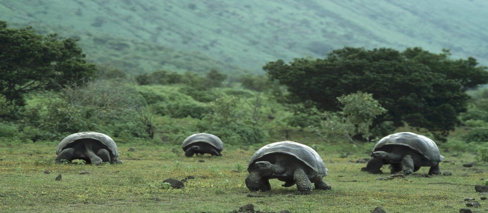 Galapagos from Guayaquil