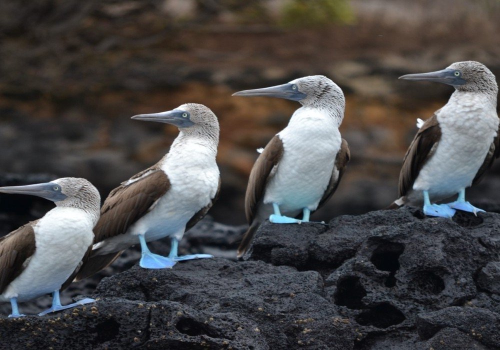 Galapagos from Guayaquil