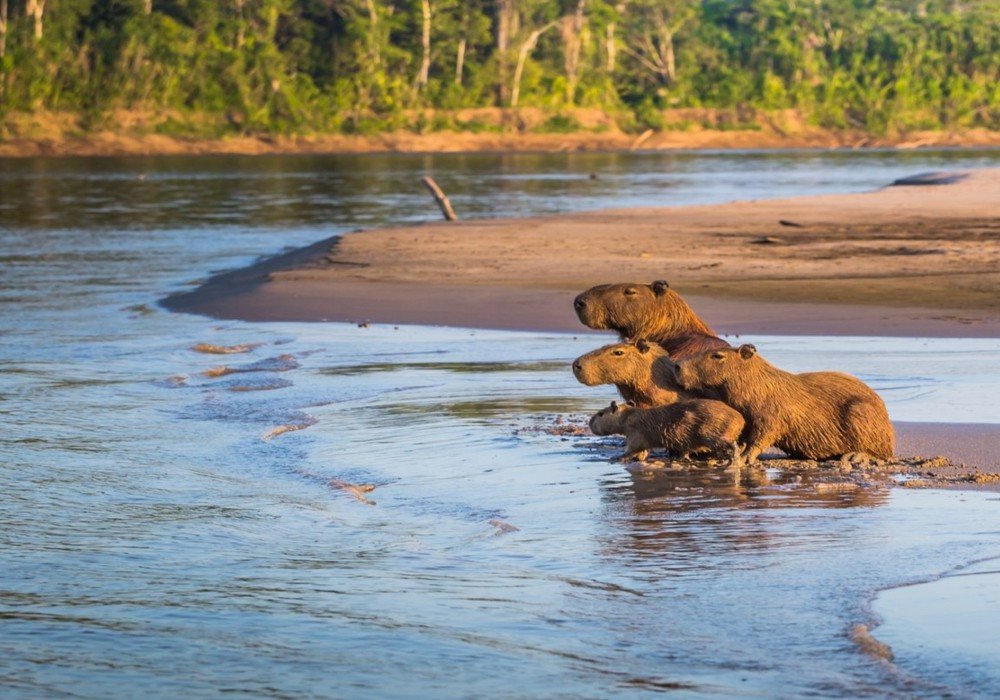 Inkaterra Reserva Amazonica Lodge