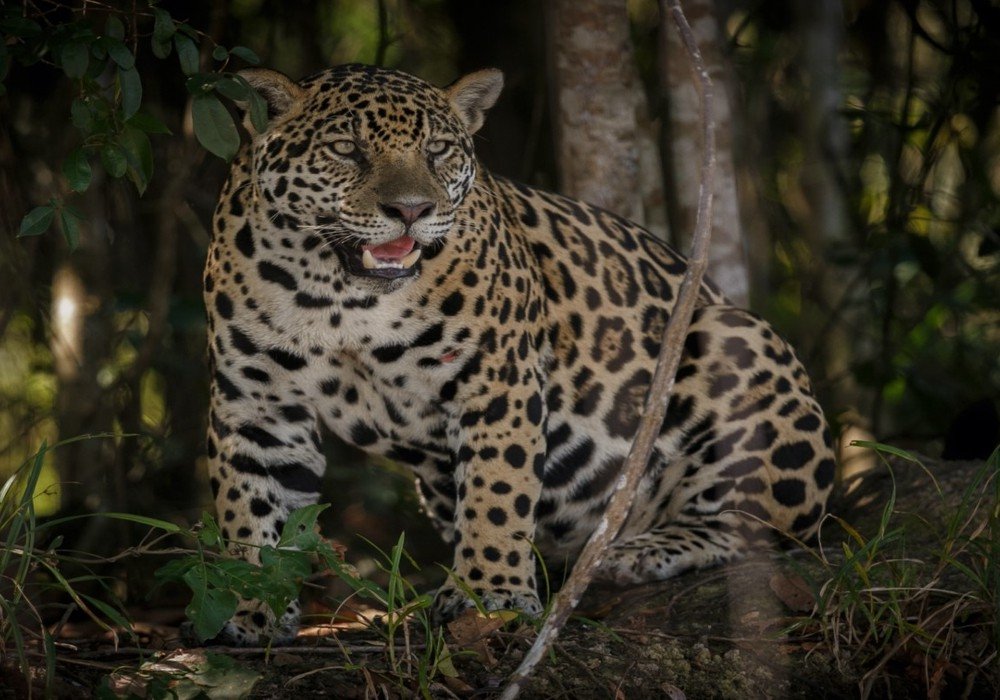 Inkaterra Reserva Amazonica Lodge