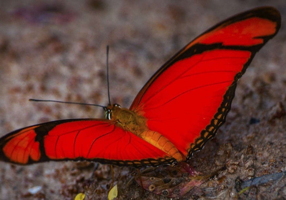 Inkaterra Reserva Amazonica Lodge