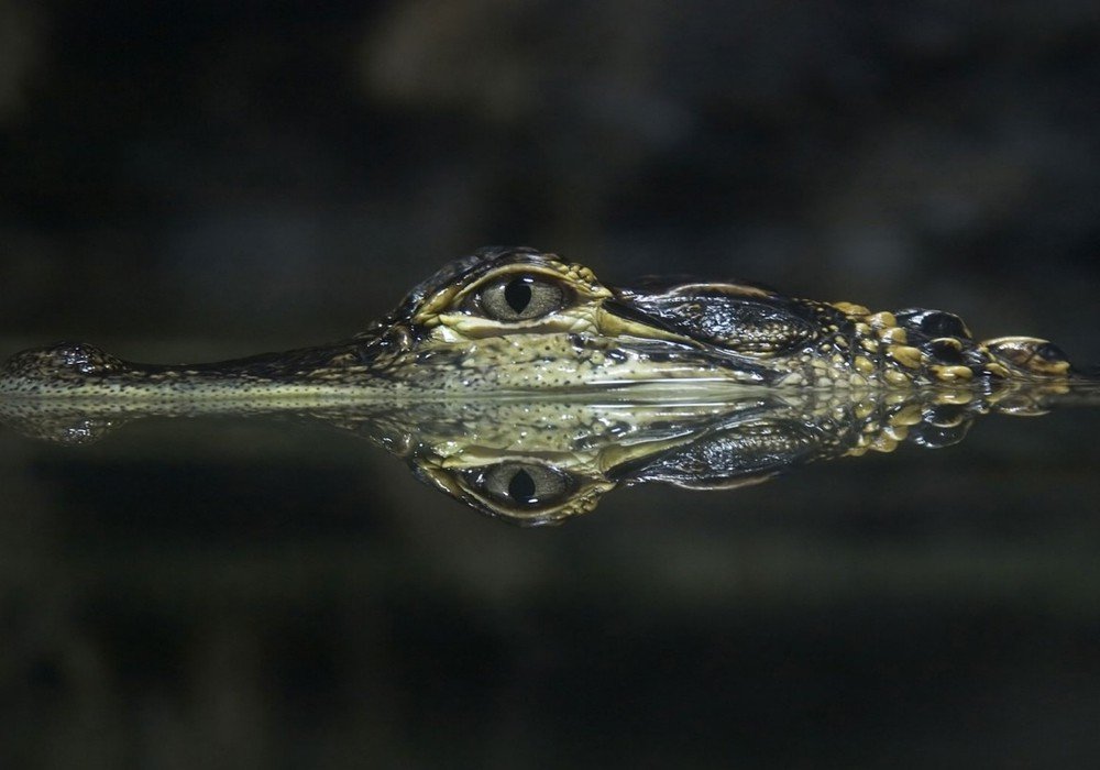 Lake Apu Victor and Monkey Island