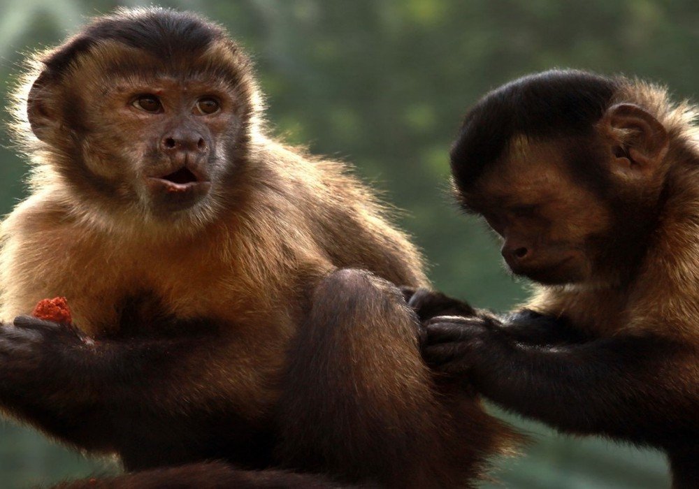 Lake Apu Victor and Monkey Island