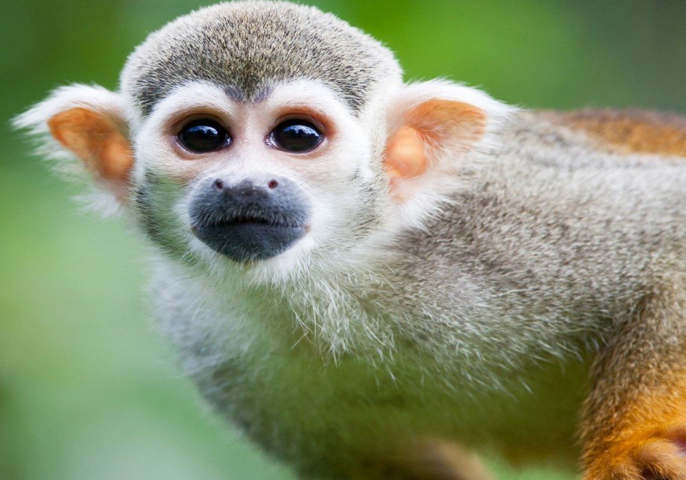 Lake Apu Victor and Monkey Island