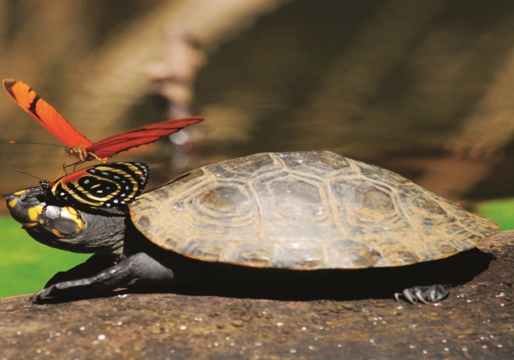 Lake Sandoval, Canopy Walk and Anaconda Walk