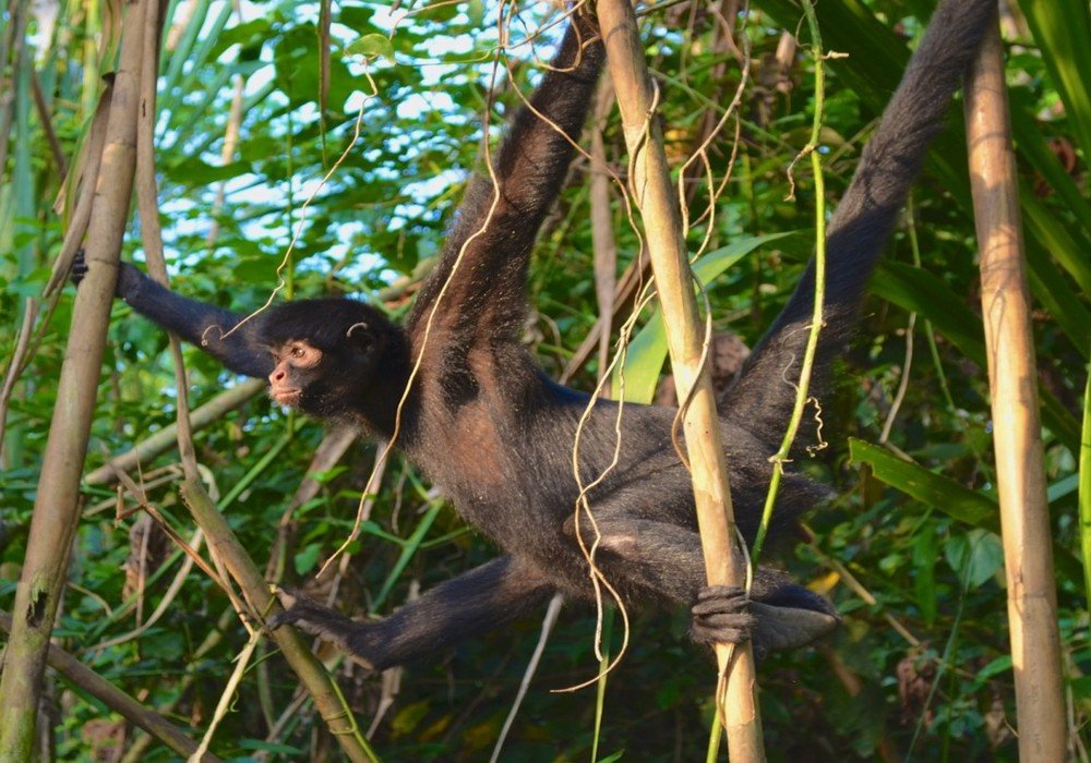 Lake Sandoval, Canopy Walk and Anaconda Walk