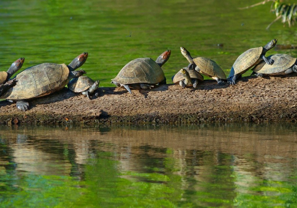 Lake Sandoval, Canopy Walk and Anaconda Walk