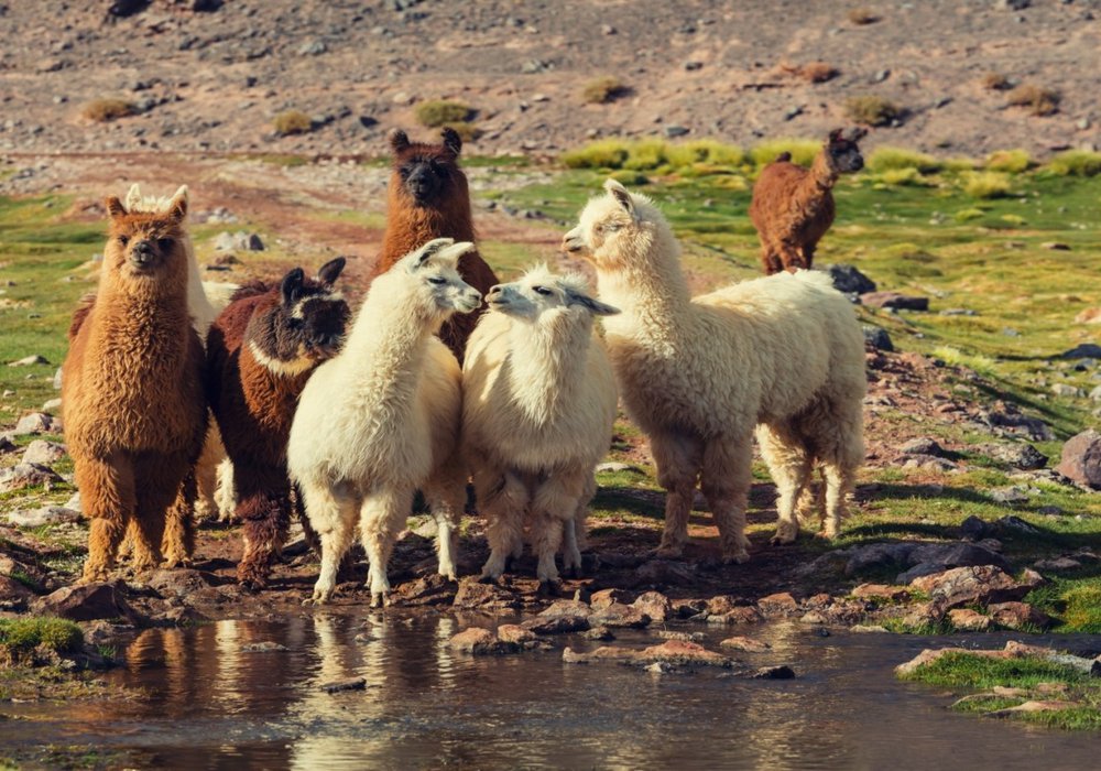Lares Trek to Machu Picchu