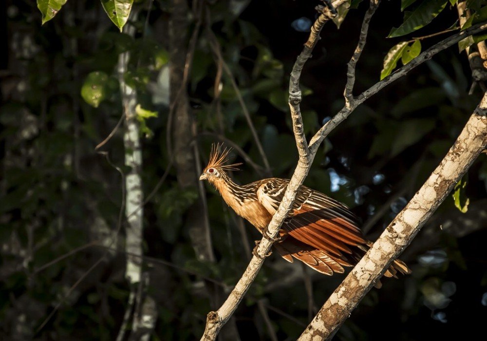 POSADA AMAZONAS / REFUGIO AMAZONAS