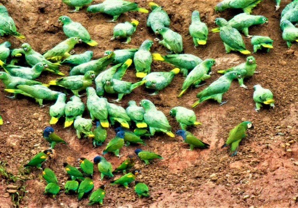 POSADA AMAZONAS / REFUGIO AMAZONAS