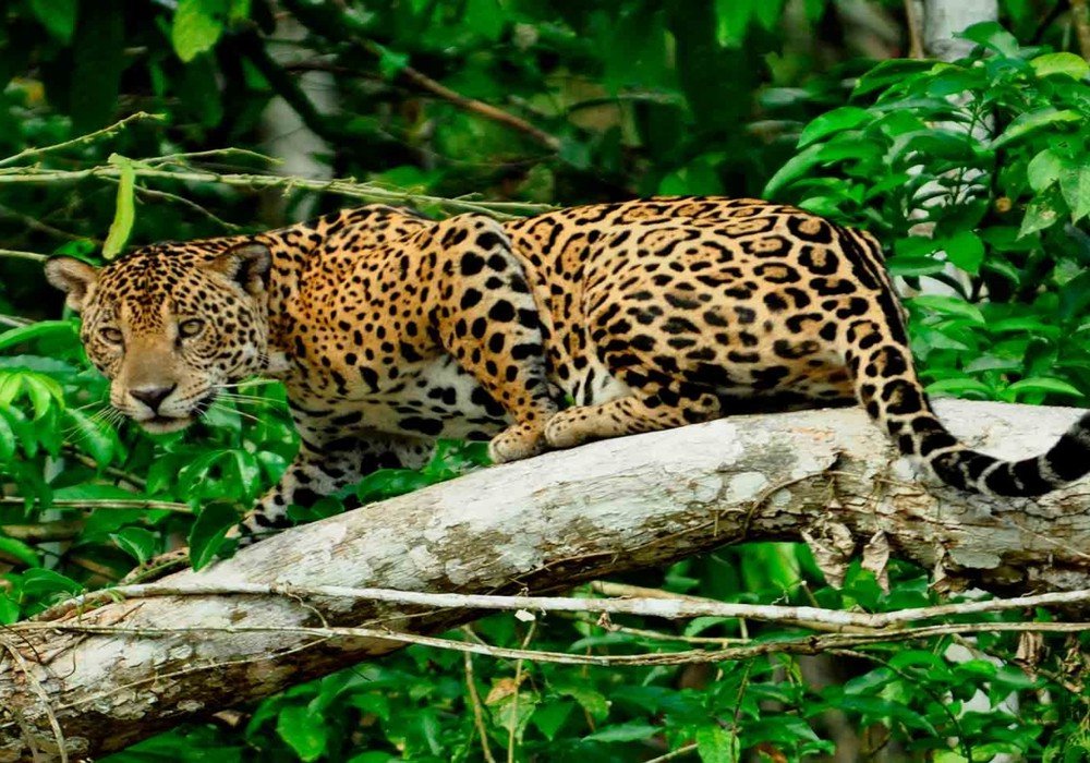 Puerto Maldonado – Lima