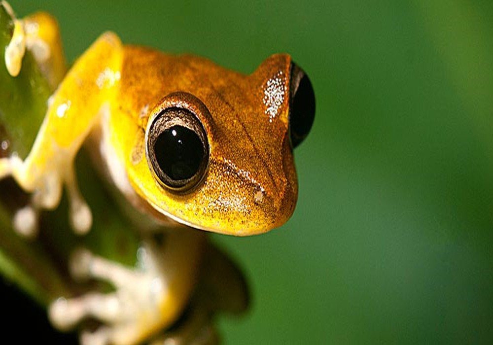 Puerto Maldonado – Lima