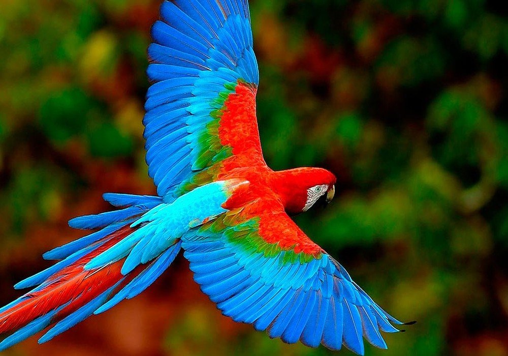 Puerto Maldonado – Lima