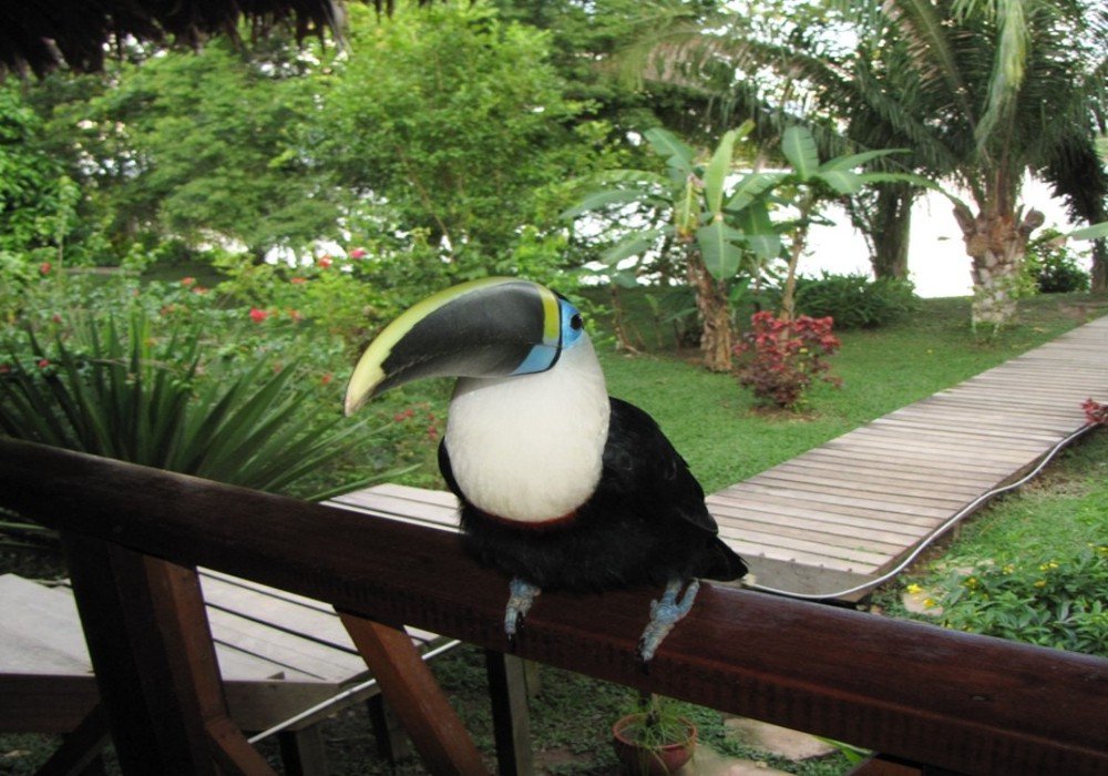 Taricaya Animal Rescue Center and Canopy Walk